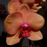 Орхидея Phalaenopsis Asian Sun 