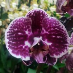 Орхидея Phalaenopsis (отцвел)         