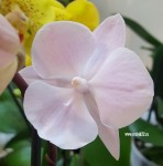 Орхидея Phalaenopsis Big Lip, multiflora
