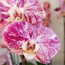 Орхидея Phalaenopsis Compilation mutation (отцвел)