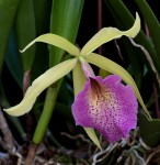 Орхидея Cattleya Saint Andre (отцвела)   