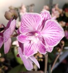 Орхидея Phal. Big Lip, multiflora (отцвел, РЕАНИМАШКА)