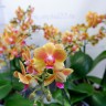 Орхидея Phalaenopsis, midi