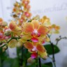 Орхидея Phalaenopsis, midi