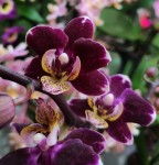Орхидея Phalaenopsis Selina, mini 