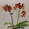 Орхидея Phal. Sunrise Red Peoker x Sogo Lawrence (отцвел)     