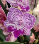 Орхидея Phalaenopsis Big Lip, multiflora   