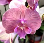 Орхидея Phalaenopsis Big Lip (отцвёл, РЕАНИМАШКА)