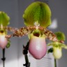 Орхидея Paphiopedilum Pinocchio (отцвел)