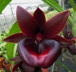 Орхидея Catamodes Jumbo Riot 'Red' (еще не цвёл)  