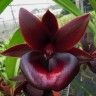 Орхидея Catamodes Jumbo Riot 'Red' (еще не цвёл)  