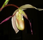 Орхидея Phragmipedium longifolium (еще не цвёл) 