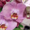 Орхидея Phalaenopsis Honey Peach (отцвел)