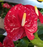 Anthurium Jambo Red (деленка без цветов)