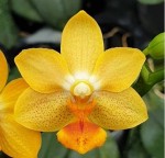Орхидея Phalaenopsis Yaphon Cupid (отцвел) 