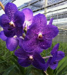 Орхидея Vanda Precha Blue (отцвела)