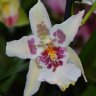 Орхидея Beallara Tahoma Glacier  Green
