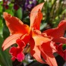 Орхидея Cattleya (отцвела)     