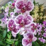Орхидея Phalaenopsis Sogo Magic (отцвёл) 