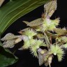 Орхидея Catasetum fimbriatum (еще не цвёл)   