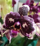 Орхидея Phalaenopsis (отцвел)     