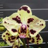 Орхидея Phal. OX Sponge Bob, peloric 2 eyes (отцвел)   