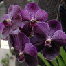 Орхидея Vanda Robert Delight Black 