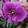Орхидея Phalaenopsis Big Lip (отцвел)                    
