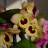 Орхидея Dendrobium nobile Sunny Eyes 