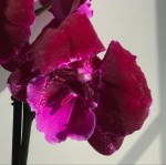 Орхидея Phalaenopsis Abba, big lip 