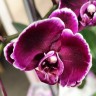 Орхидея Phalaenopsis Magic Art & Stone Rose