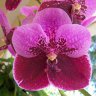 Орхидея V.Sanderiana х V.Pimchai Beauty (отцвела)