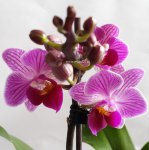 Орхидея Phalaenopsis Robin, multiflora