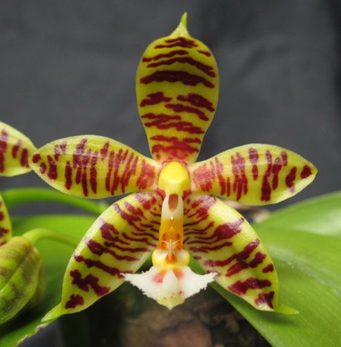 Орхидея Phalaenopsis Mambo (еще не цвёл)  