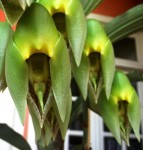 Орхидея Catasetum macrocarpum  (еще не цвёл)    