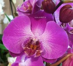 Орхидея Phalaenopsis (отцвёл)             
