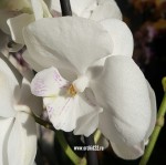 Орхидея Phalaenopsis Big Lip (отцвел)        