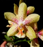 Орхидея Phalaenopsis Julia, multiflora (отцвел)