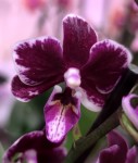 Орхидея Phal. Cranberry Cha Cha mutation, multiflora (отцвёл) 