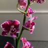 Орхидея Phal. Cranberry Cha Cha mutation, multiflora (отцвёл) 