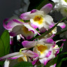 Орхидея Dendrobium nobile 