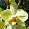 Орхидея Phalaenopsis Candela