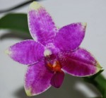 Орхидея Phalaenopsis Grosbeak (еще не цвёл)   