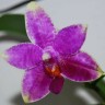 Орхидея Phalaenopsis Grosbeak (еще не цвёл)   