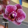 Орхидея Phalaenopsis  mini (отцвел)