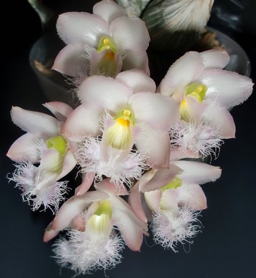 Орхидея Clowesia Grace Dunn x sib (еще не цвёл) 