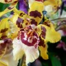 Орхидея Colmanara Wildcat ' White Lip' 