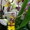 Орхидея Oncidium 
