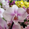 Орхидея Phalaenopsis Altea (отцвел, РЕАНИМАШКА)
