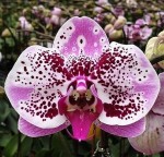 Орхидея Phalaenopsis Miki Crepe '15' (еще не цвел)    